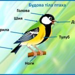 Фото розробки: 12 листопада День синички