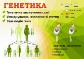 ГЕНЕТИКА СТАТІ. ВЗАЄМОДІЯ ГЕНІВ. ІНФОГРАФІКА ДО УРОКІВ БІОЛОГІЇ. НУШ. 9-11 КЛАСИ