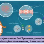 Фото розробки: Білки:огляд будови й біологічної ролі