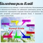 Фото розробки: Білки:огляд будови й біологічної ролі
