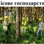 Презентація з географії для 9 класу на тему “Лісове господарство світу та України”