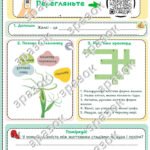 Робочий аркуш “Жалкі – двошарові тварини”. Біологія 7 клас НУШ