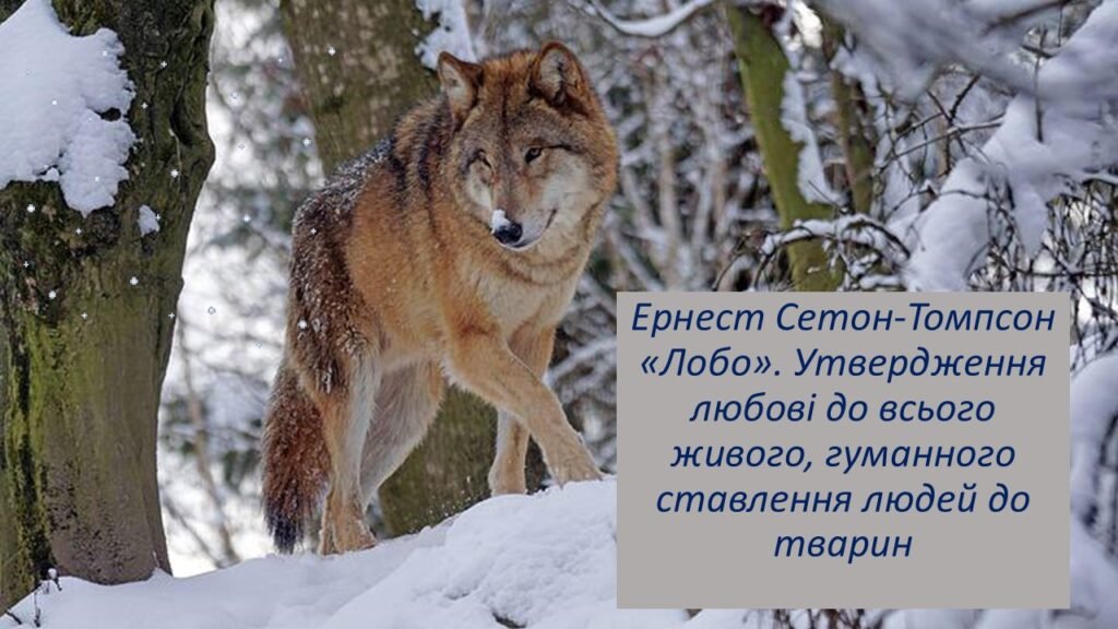 Головне зображення розробки: Ернест Сетон-Томпсон «Лобо». Утвердження любові до всього живого, гуманного ставлення людей до тварин