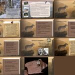 Фото розробки: Ернест Сетон-Томпсон «Лобо». Утвердження любові до всього живого, гуманного ставлення людей до тварин