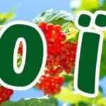 Фото розробки: Оформлення дошки до Дня рідної мови 💙💛