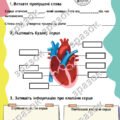 Робочий аркуш. Біологія 8 клас. Будова серця людини.