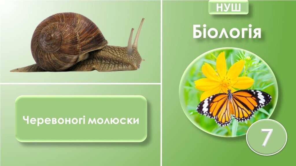 Головне зображення розробки: Презентація “Черевоногі молюски”. Біологія 7 клас НУШ