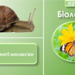 Презентація “Черевоногі молюски”. Біологія 7 клас НУШ