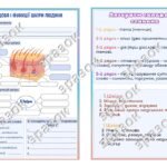 Фото розробки: Робочий аркуш до теми “Будова і функції шкіри”. Біологія 8 клас.