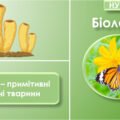 Презентація з біології на тему “Губки – примітивні водні тварини”, 7 клас НУШ