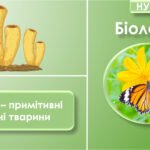 Презентація з біології на тему “Губки – примітивні водні тварини”, 7 клас НУШ