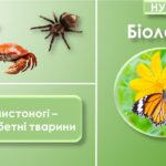Презентація до теми “Членистоногі”. Біологія 7 клас НУШ