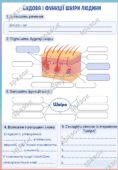 Робочий аркуш до теми “Будова і функції шкіри”. Біологія 8 клас.