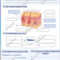 Робочий аркуш до теми “Будова і функції шкіри”. Біологія 8 клас.