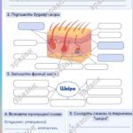 Робочий аркуш до теми “Будова і функції шкіри”. Біологія 8 клас.