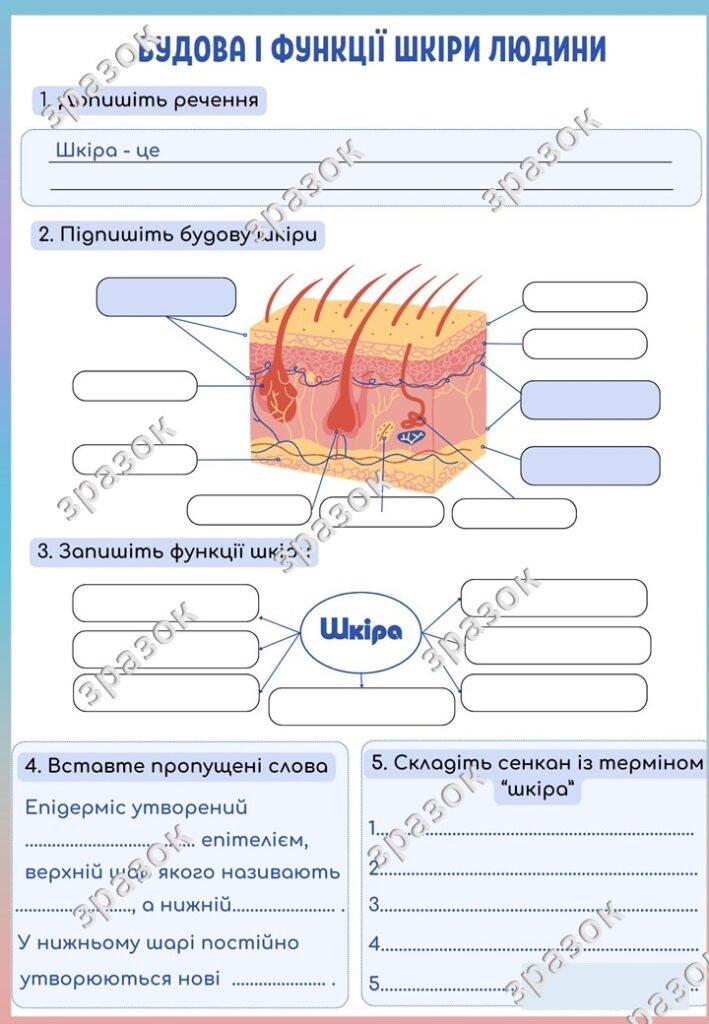 Головне зображення розробки: Робочий аркуш до теми “Будова і функції шкіри”. Біологія 8 клас.