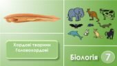 Презентація до теми “Хордові тварини. Головохордові”. Біологія 7 клас НУШ