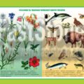 ПОСТЕРИ 1-7 кл НУШ. Я ДОСЛІДЖУЮ СВІТ. ПІЗНАЄМО ПРИРОДУ. ЧЕРВОНА КНИГА УКРАЇНИ: РОСЛИНИ Й ТВАРИНИ. ЕКОЛОГІЧНІ ПРОБЛЕМИ
