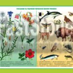 Фото розробки: ПОСТЕРИ 1-7 кл НУШ. Я ДОСЛІДЖУЮ СВІТ. ПІЗНАЄМО ПРИРОДУ. ЧЕРВОНА КНИГА УКРАЇНИ: РОСЛИНИ Й ТВАРИНИ. ЕКОЛОГІЧНІ ПРОБЛЕМИ