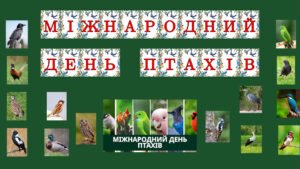 Набір матеріалів Міжнародний день птахів!
