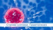 Презентація з біології на тему “Статеві клітини. Гаметогенез”