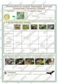 Робочий аркуш “Різноманітність ссавців. Першозвірі. Сумчасті. Комахоїдні. Рукокрилі. Гризуни”. Біологія 7 клас НУШ