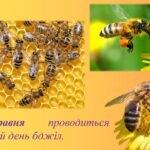 Фото розробки: Презентація на тему: 20 травня – Всесвітній день бджіл