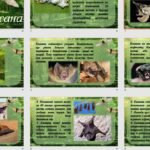 Фото розробки: Презентація на тему: “17 квітня – День кажана”