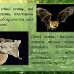 Фото розробки: Презентація на тему: “17 квітня – День кажана”