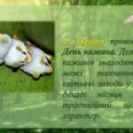 Фото розробки: Презентація на тему: “17 квітня – День кажана”