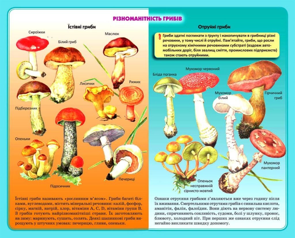 Головне зображення розробки: !!! БІОЛОГІЯ. 7 кл НУШ. ГРИБИ. ЛИШАЙНИКИ. ІНФОГРАФІКА ДО УРОКІВ. ГОТУЄМОСЬ ДО НМТ/ЗНО