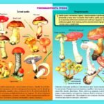 !!! БІОЛОГІЯ. 7 кл НУШ. ГРИБИ. ЛИШАЙНИКИ. ІНФОГРАФІКА ДО УРОКІВ. ГОТУЄМОСЬ ДО НМТ/ЗНО