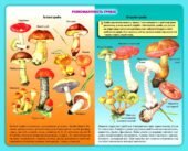 !!! БІОЛОГІЯ. 7 кл НУШ. ГРИБИ. ЛИШАЙНИКИ. ІНФОГРАФІКА ДО УРОКІВ. ГОТУЄМОСЬ ДО НМТ/ЗНО