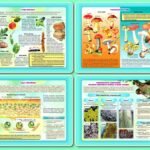 Фото розробки: !!! БІОЛОГІЯ. 7 кл НУШ. ГРИБИ. ЛИШАЙНИКИ. ІНФОГРАФІКА ДО УРОКІВ. ГОТУЄМОСЬ ДО НМТ/ЗНО