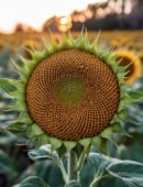 Пропорції у природі та естетиці.