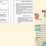 Фото розробки: ПАПКА класного керівника 6 класу 2025-2026