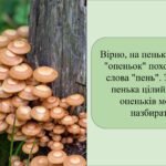 Фото розробки: Заняття для дітей старшого дошкільного віку “Обережно гриби”