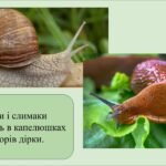 Фото розробки: Заняття для дітей старшого дошкільного віку “Обережно гриби”