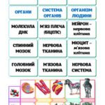 Фото розробки: !!! БІОЛОГІЯ 8 кл НУШ. РОБОЧІ АРКУШІ. ЛЮДИНА – БІОСОЦІАЛЬНА ІСТОТА. НАУКИ, ЩО ВИВЧАЮТЬ ЛЮДИНУ. МЕТОДИ ДОСЛІДЖЕННЯ ОРГАНІЗМУ ЛЮДИНИ