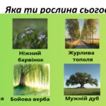 Фото розробки: 5 клас НУШ. Урок-проєкт. Складання власних легенд чи переказів про рослини-обереги (письмово)