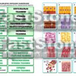 Фото розробки: !!! БІОЛОГІЯ 8 КЛ НУШ. РОБОЧІ АРКУШІ + НАОЧНІСТЬ. ТКАНИНИ ОРГАНІЗМУ ЛЮДИНИ