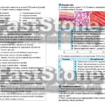 Фото розробки: !!! БІОЛОГІЯ 8 КЛ НУШ. РОБОЧІ АРКУШІ + НАОЧНІСТЬ. ТКАНИНИ ОРГАНІЗМУ ЛЮДИНИ