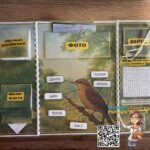 Фото розробки: Лепбук “Крутиголовка – птах року 2025”