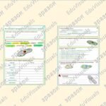 Фото розробки: Робочий аркуш з біології до теми “Які особливості організації клітин одноклітинних евкаріотів”. 7 клас НУШ