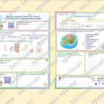 Фото розробки: Робочий аркуш до теми “Організм людини як біологічна система. Різноманітність клітин організму людини”