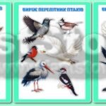 Фото розробки: !!! ПТАХИ – ПЕРНАТІ ДРУЗІ. ПЕРЕЛІТНІ ТА ЗИМУЮЧІ ПТАХИ (оформлення, наочність, аплікації, тіньове лото)