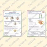 Фото розробки: Лабораторне дослідження “Вивчення будови спинного мозку людини”. Біологія 8 клас НУШ