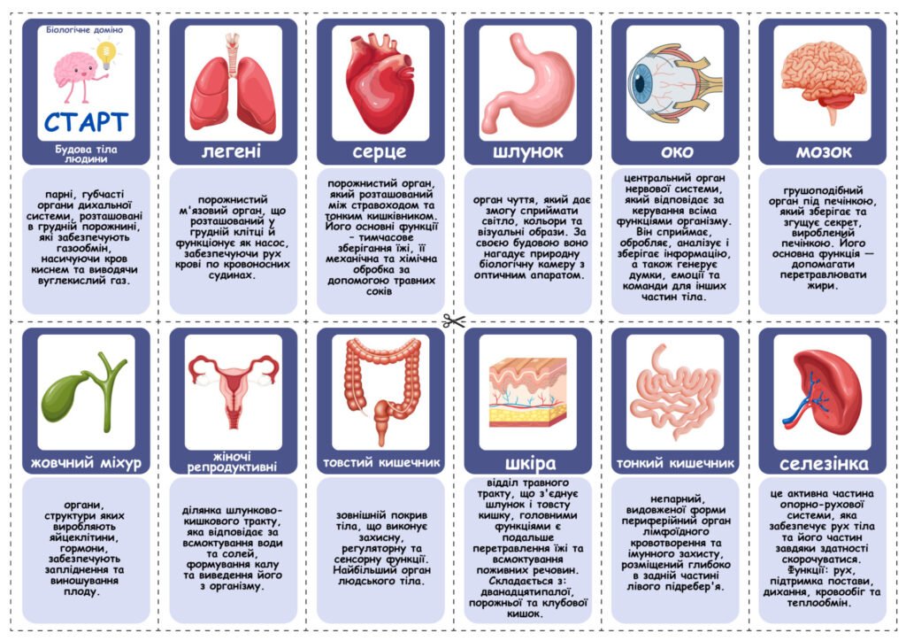 Головне зображення розробки: Анатомія людини. Дидактична гра “Біологічне доміно”