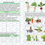 Фото розробки: !!! ЛАБОРАТОРНЕ ДОСЛІДЖЕННЯ З БІОЛОГІЇ 7 кл. НУШ “ДОСЛІДЖЕННЯ КОРЕНЯ ТА ВИДОЗМІН КОРЕНЯ”