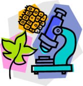 Діагностувальна робота N 2 для 7 класу Тема: «Різноманітність евкаріотичних організмів. Водорості. Характерні риси та будова вищих рослин»